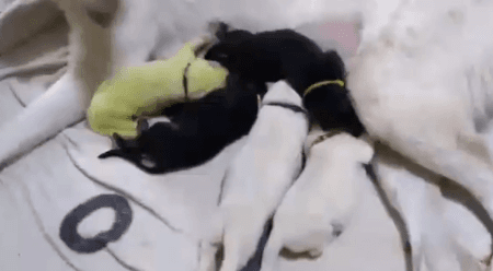 壁纸 动物 企鹅 450_248 gif 动态图 动图