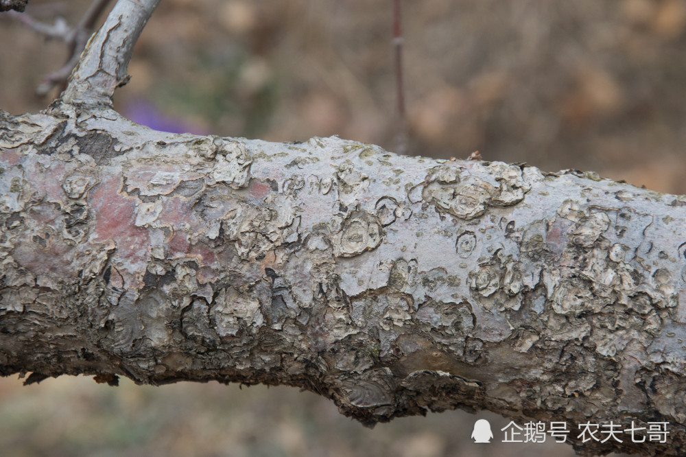 到了15年树龄的苹果树,病虫害一般都会比较严重,尤其是一些比较顽固