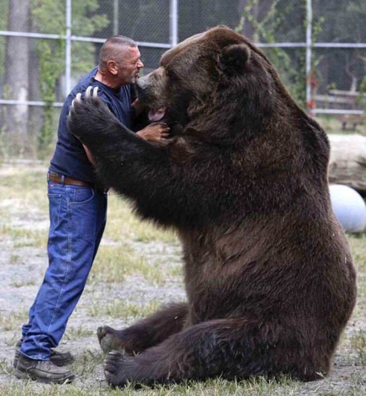 科迪亚克棕熊能单杀一只白犀牛吗?为什么?