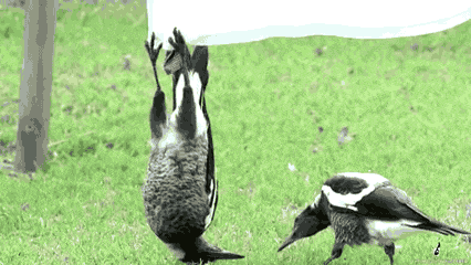 喜鹊衔草给尸体,是人类一样哀悼死者的葬礼,还是一种防御机制?