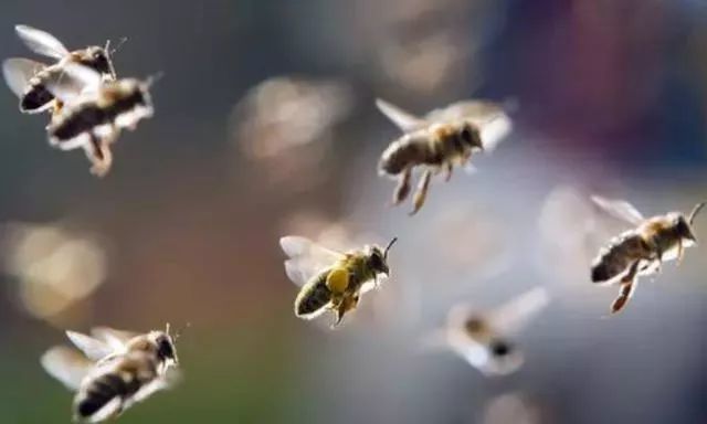傍晚蜜蜂飞来飞去是为啥?原因跑不出3个,附解决方法
