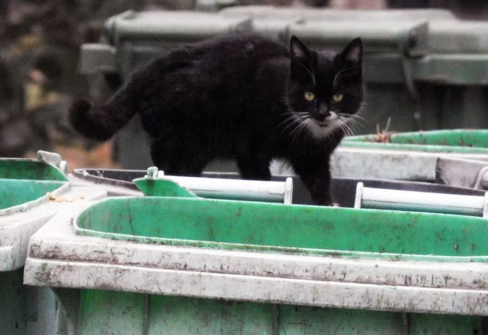 食物匮乏的时候,流浪猫会翻找垃圾箱找吃的 这使得它们比野生动物更有