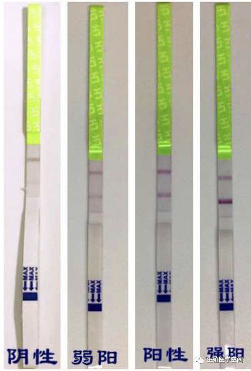 3,验完试纸后,要学会判断阴性,阳性,强阳(如图): 阴性(只有一条对比