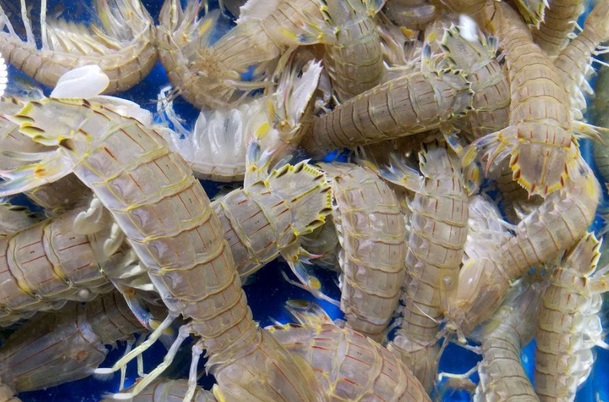 皮皮虾右脚扒虾,人们还称为下坡,是找一种很常见的海鲜,小孩儿吃点儿