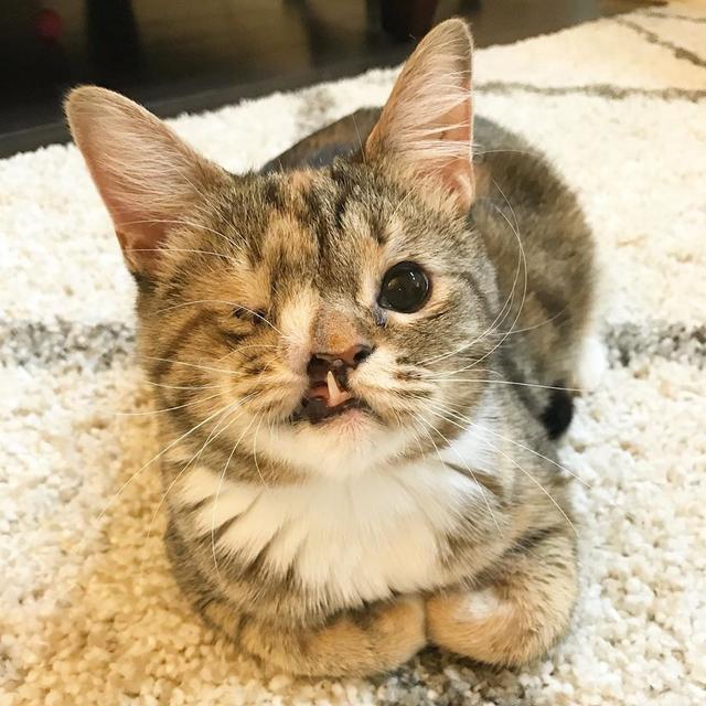 猫咪天生独眼塌鼻畸形!但它用独特的喵格魅力,把全家人给征服了