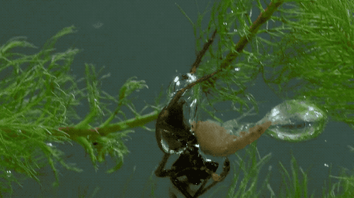 壁纸 昆虫 桌面 500_280 gif 动态图 动图