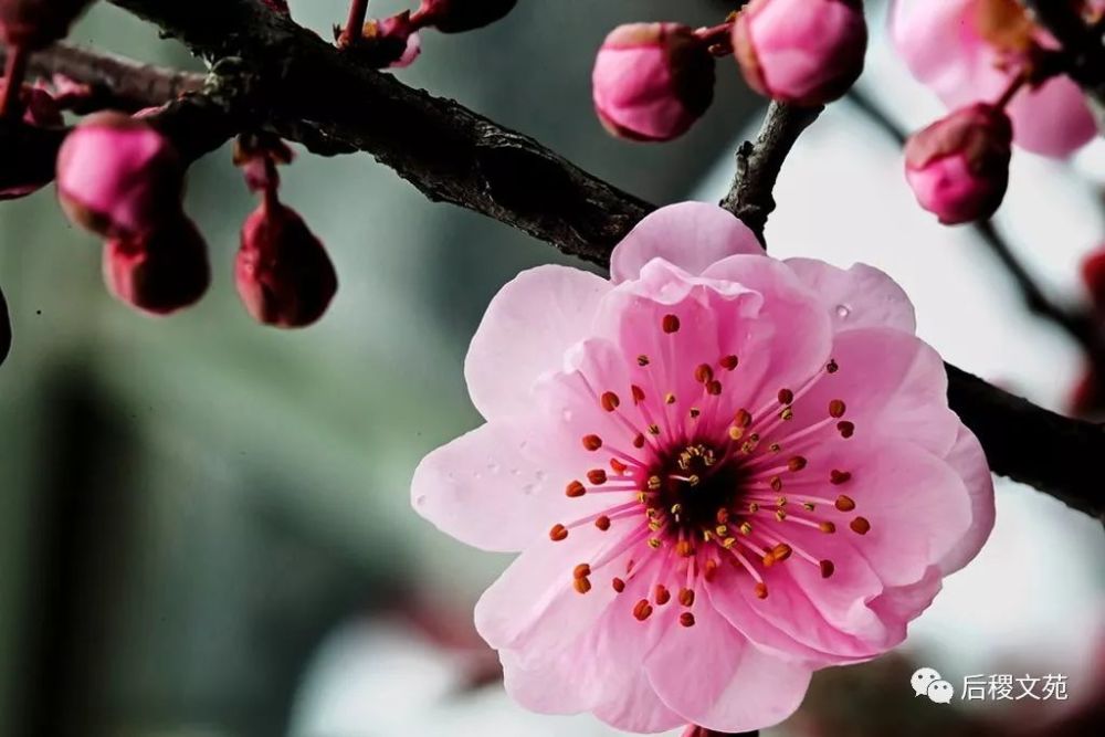 盛放的梅花//稷山 刘国贤
