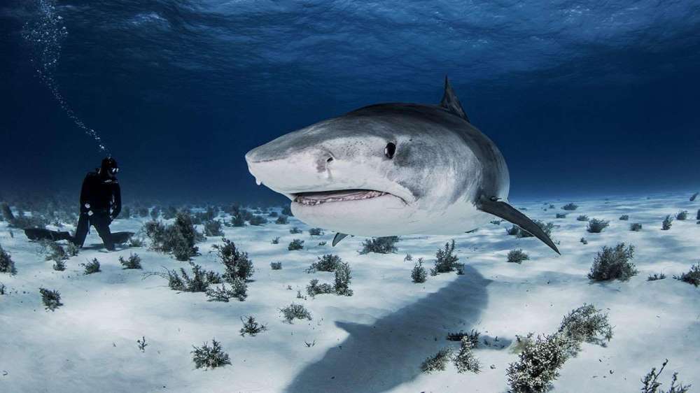 大海里的鲨鱼如果消失了,会给海洋造成什么样的严重后果?