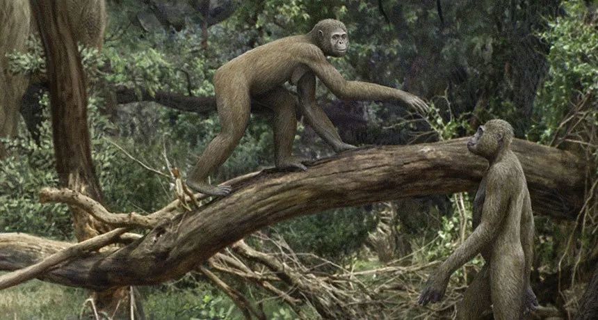 东非无疑是人类早期的演化中心,从图根原人到地猿(ardipithecus),再
