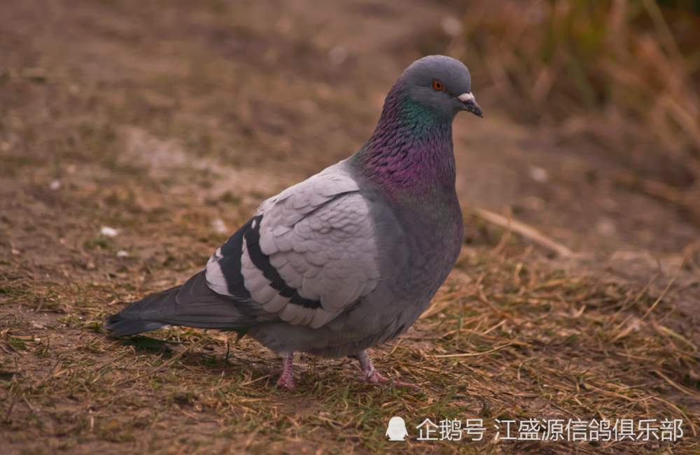 一, 鸽子中毒的症状