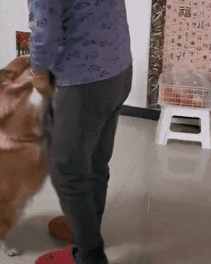 春节在家,没有憋疯狗子,把铲屎官憋疯了