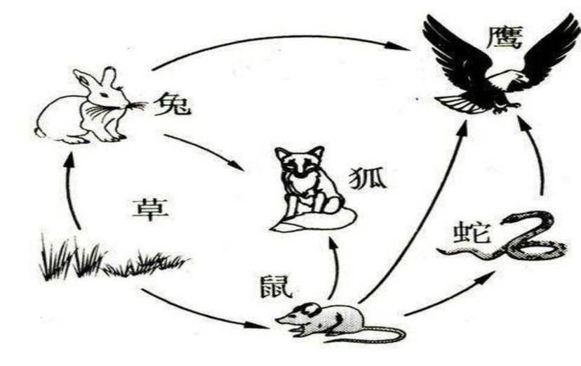 食物链中谁是最高统治者?你认为人类算吗?