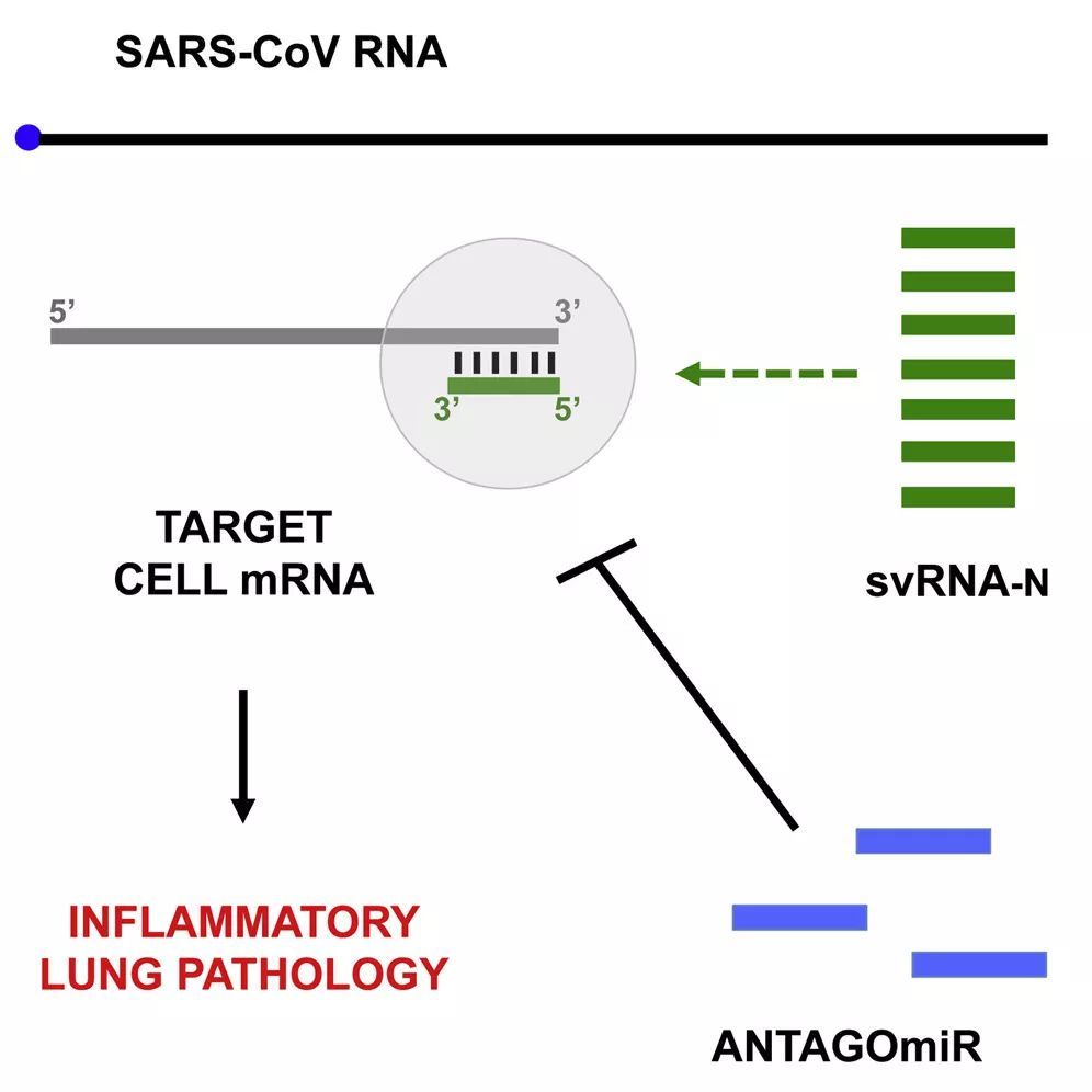 small rnas contribute to infection-associated lung pathology