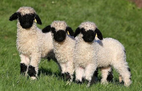 世界上最可爱的绵羊,五官黑成一团啥也看不清,一只就要九万多