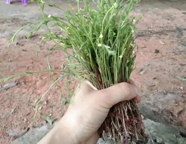 这种草常长在坟地,农民称为"坟头草",晒干后价值珍贵堪比黄金