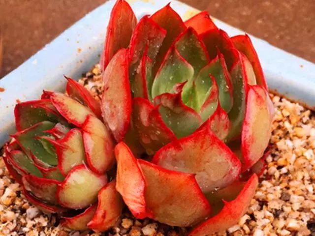 想把多肉央金从一棵菜,养成一片火焰?只要做好这些