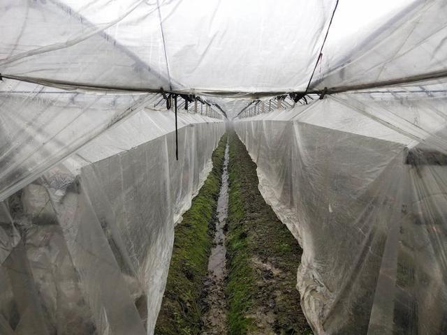 葡萄小拱棚避雨栽培中温度及湿度的控制要点