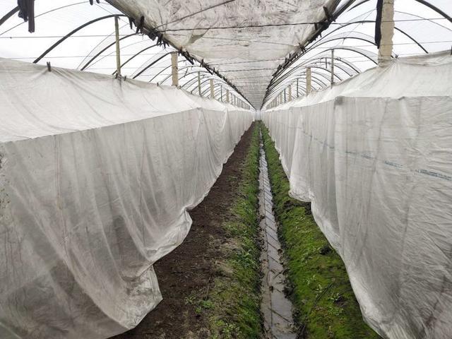 葡萄小拱棚避雨栽培中温度及湿度的控制要点