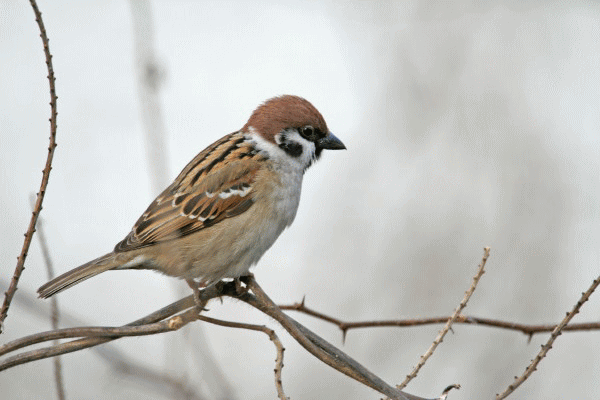 壁纸 动物 鸟 鸟类 雀 600_400 gif 动态图 动图