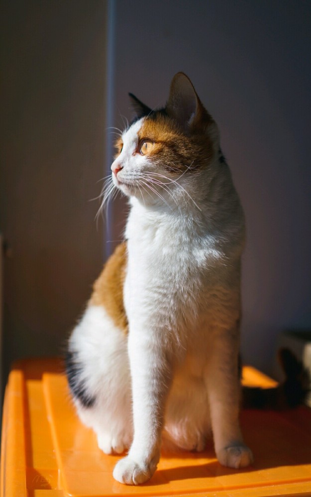 撸猫:疫情下不能出门,在家闲着也是闲着,窗边晒晒太阳