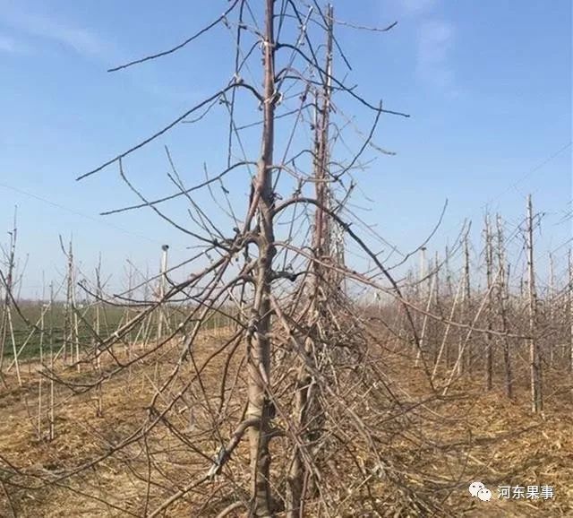 特例:采用细长纺锤形或主干形的苹果树,株距一般为2～2.5米.