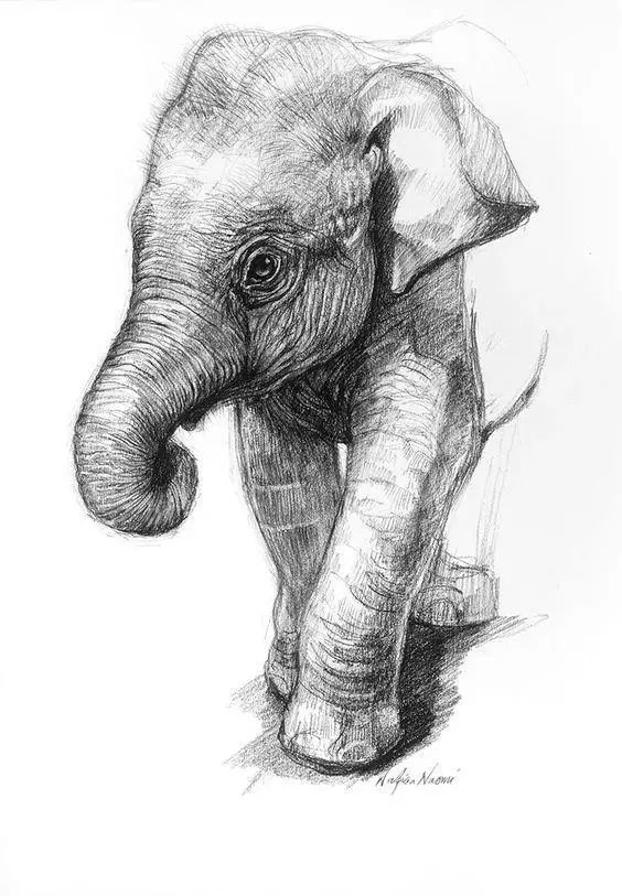 素描,大象