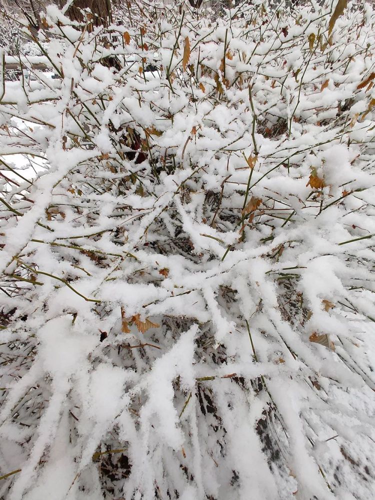 2020北京雪景手机拍摄和单反拍摄对比