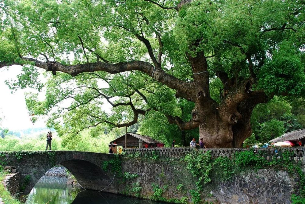 严田无二古樟树;婺源第一彩虹桥