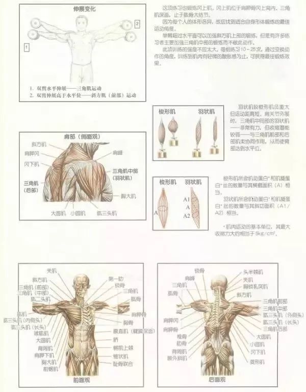肩部训练图解