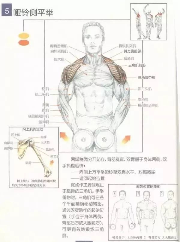 肩部训练图解