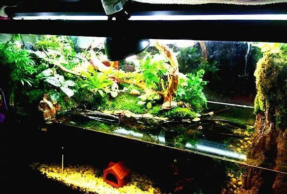 沉木,水泥,鱼缸,苔藓,椰土