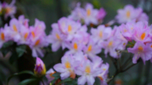 深圳人赏花,不出家门:月季花节,菊花节……太惊艳!