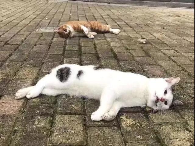 会出现这种摔猫摔狗的情况,首先要从一段视频说起.