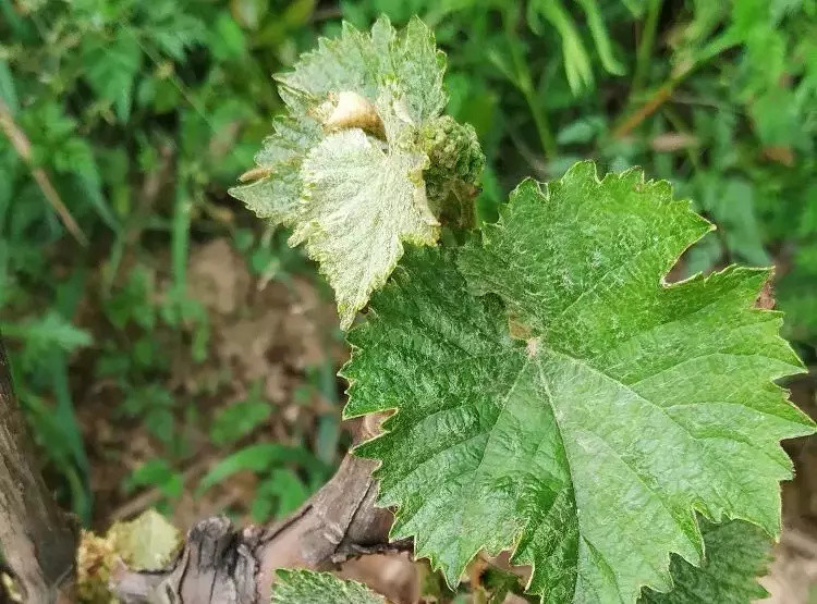 葡萄种植上出现的一些异常现象,种植户很困惑,这是怎么回事?