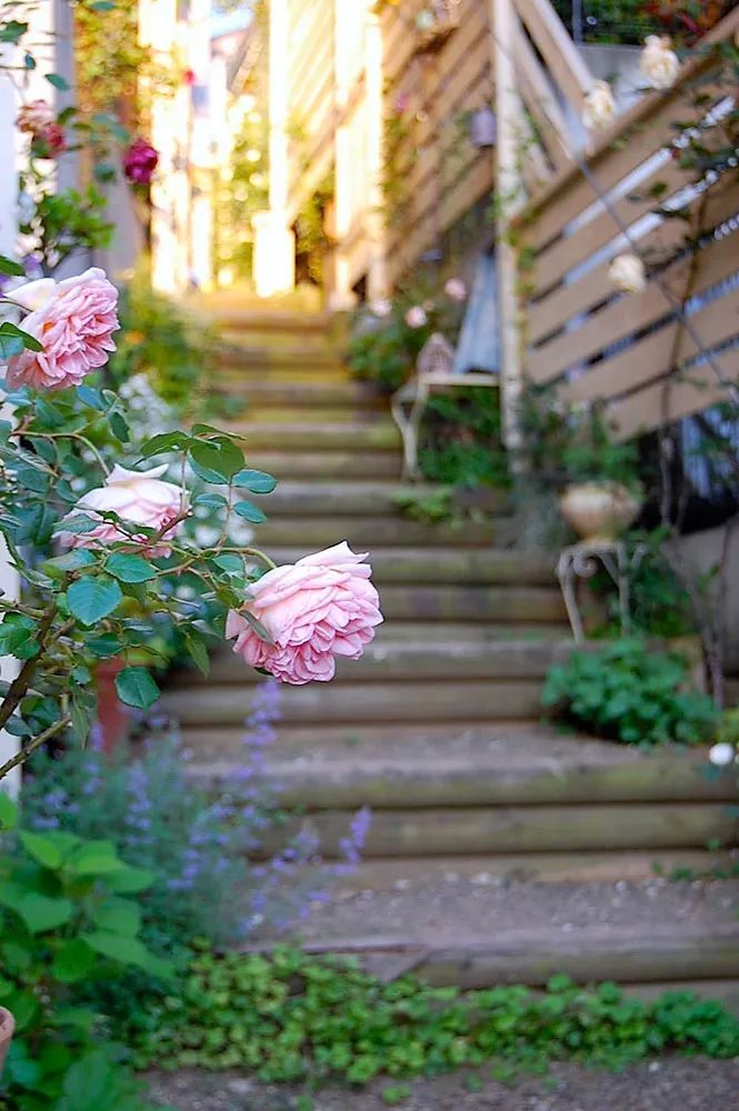 小院里美如画的台阶花园,你要不要也动手做一个?
