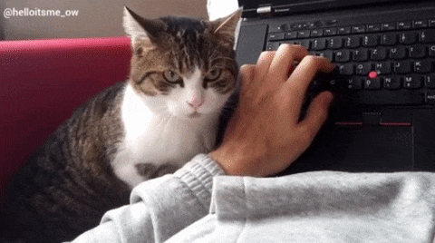 有猫人士在家办公指南:如何防止猫咪占领键盘