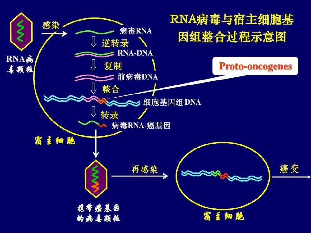 基因,染色体,碱基
