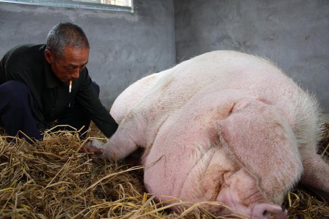 中国猪王:重1800斤几经生死,央视为其拍纪录片,死后注塑村民供奉