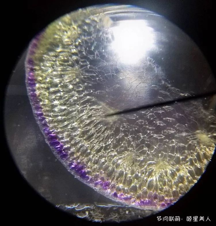 其实是那圈细胞的大液泡(大液泡绝对是装逼的三个字)里充满了紫色液体