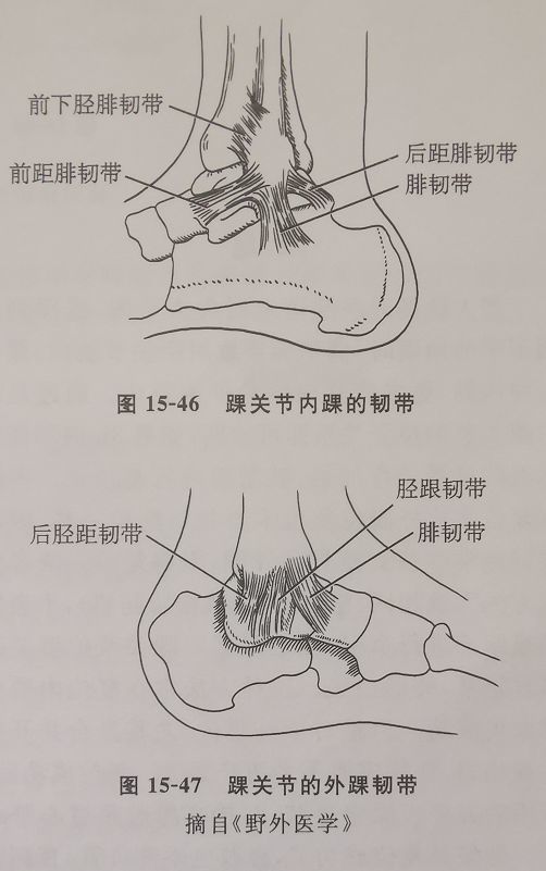 踝关节内侧韧带包括三角韧带,起点为内踝,止点为距骨(图15-46).