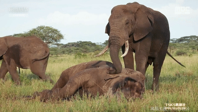 壁纸 大象 动物 牛 400_226 gif 动态图 动图