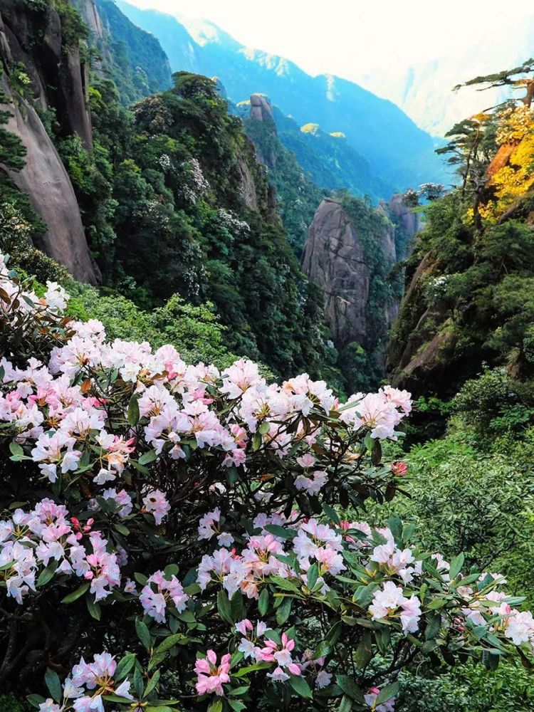 三清山,逍遥谷,神仙谷,玉帘瀑布,杜鹃花