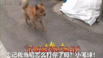 狗子为