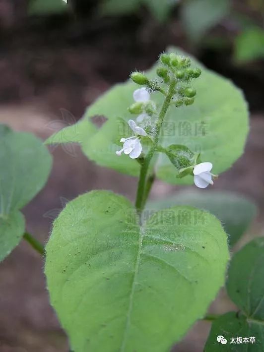 牛泷草,见过吗?清热解毒,生肌,外用治疥疮,脓疮,刀伤