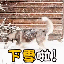下雪天会抑制病毒吗?