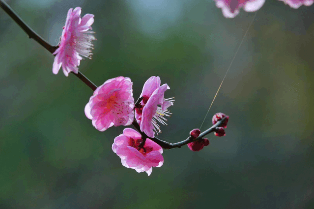 但满园春色还是关不住 比如杭州西溪湿地公园 300亩梅花开得正盛