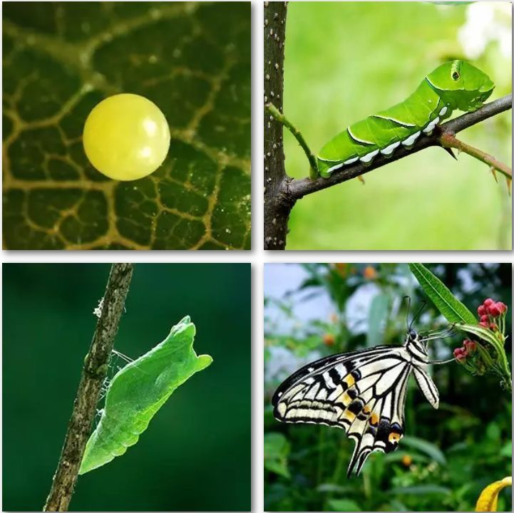 毛毛虫,蝴蝶,苎麻珍蝶,昆虫