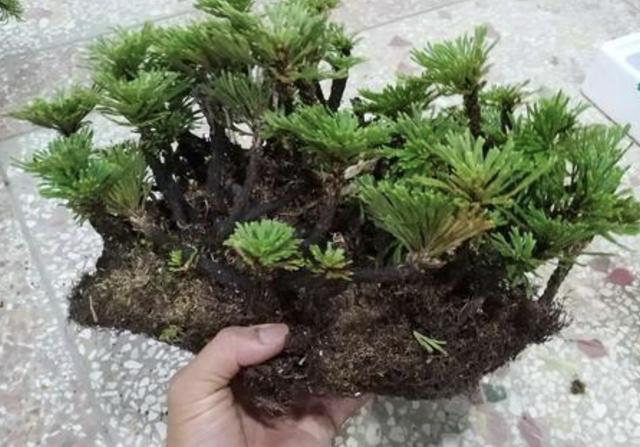 1种"还魂草"不起眼,花了3年养它,变成盆景,价值提升5倍!