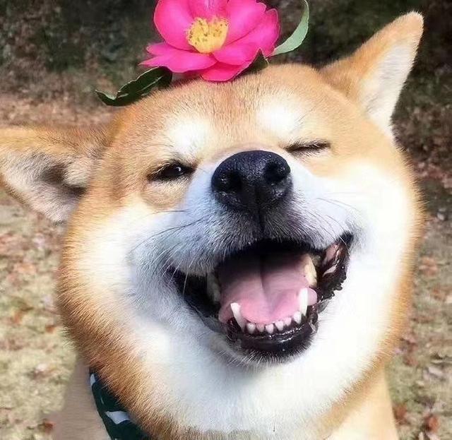 搞笑图:防家暴皮靴,看完笑死了!