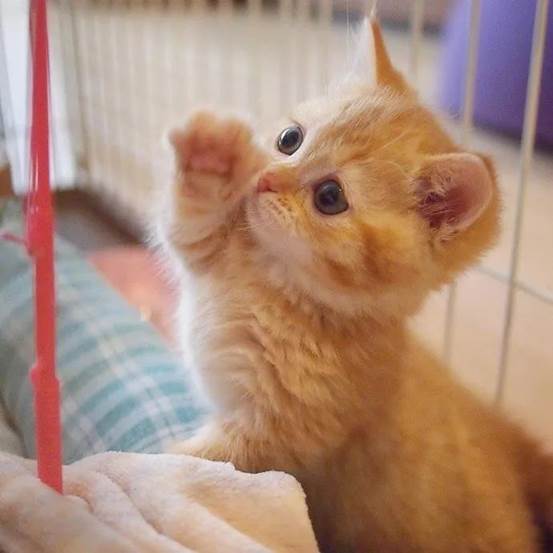 橘猫其实不是一种固定的猫咪品种,但凡身上带有橘色的猫,都可以被称为
